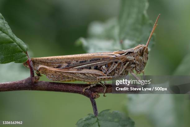 close-up of insect on leaf,lymington,united kingdom,uk - wanderheuschrecke stock-fotos und bilder