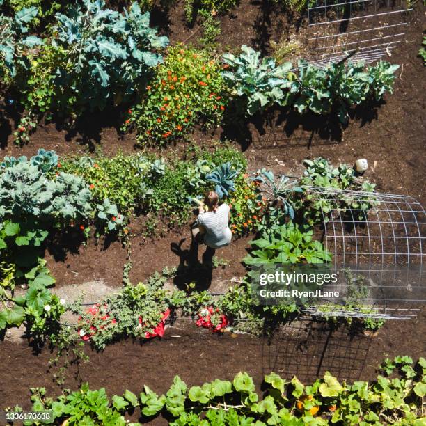 community garden from above - garden square stock pictures, royalty-free photos & images