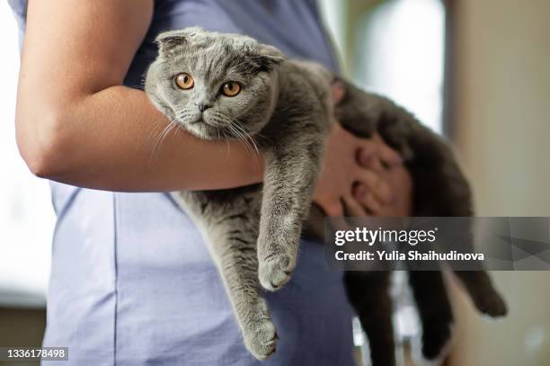 cat owner is holding a scottish fold cat. relaxing and resting on the pet owner's arms - dierenarts stockfoto's en -beelden