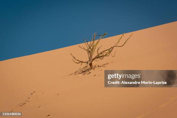 dry tree in the desert - dry brush stock pictures, royalty-free photos & images