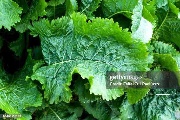 armoracia rusticana leaf - horseradish stock pictures, royalty-free photos & images