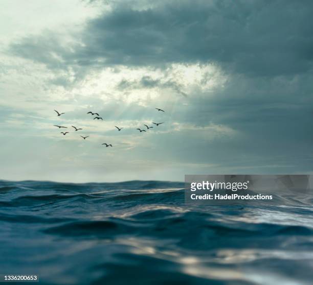 waves at sunset with birds, closeup - sea horizon stock pictures, royalty-free photos & images