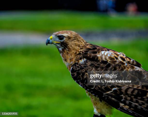 falcon up close - cecilius calvert 2nd baron baltimore stock pictures, royalty-free photos & images