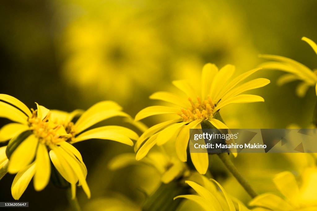 Oxeye, Heliopsis helianthoides