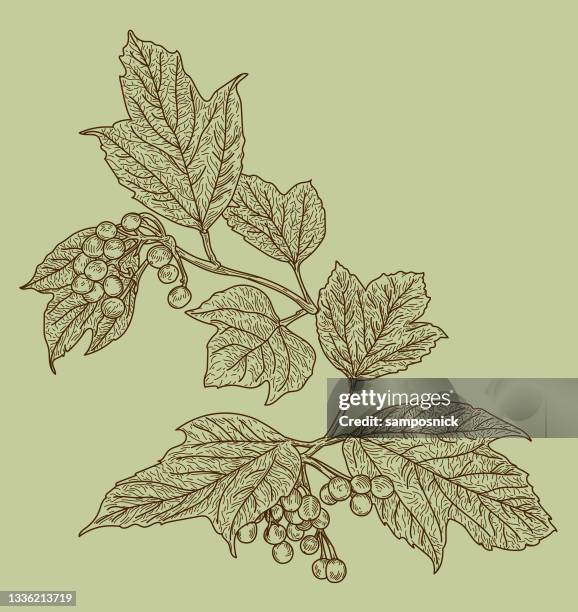 american highbush cranberry autumn seamless pattern - cranberry background stock illustrations