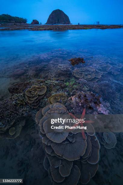 coral reef in hon yen - cor de coral imagens e fotografias de stock