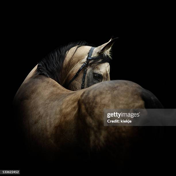 garañón sobre negro, gris - racing horses fotografías e imágenes de stock