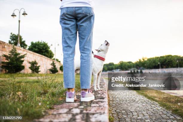 out for a walk - howling stock pictures, royalty-free photos & images