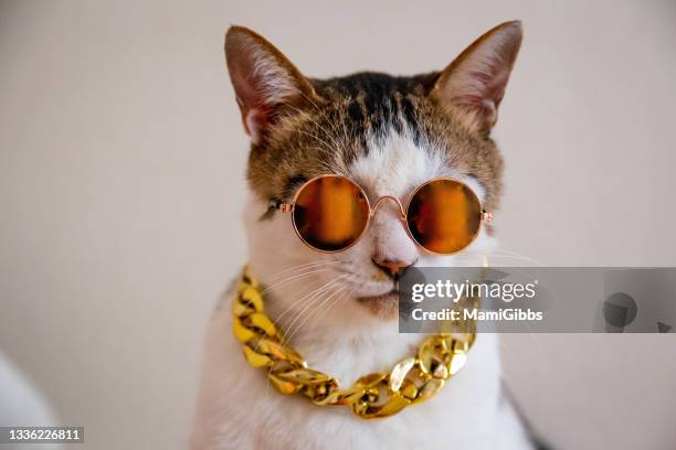 cat is wearing yellow sunglasses and a necklace - cat with collar fotografías e imágenes de stock