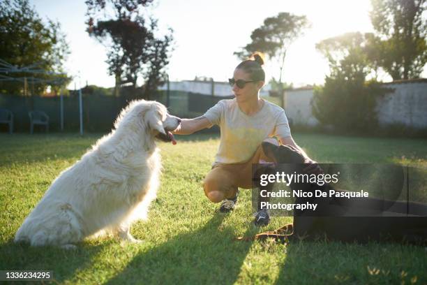 woman training dogs - pastore maremmano foto e immagini stock