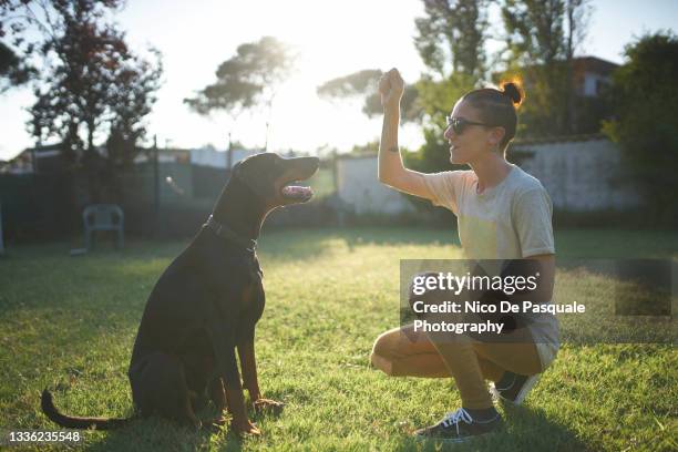woman training dog - dressage foto e immagini stock