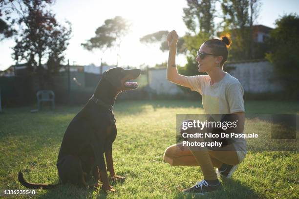 woman training dog - animal tricks foto e immagini stock