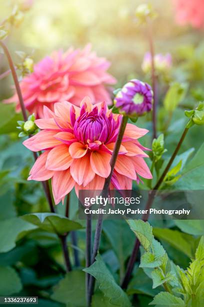 a beautiful coral, apricot and purple coloured dahlia 'american dawn' summer flower - dahlia stock pictures, royalty-free photos & images