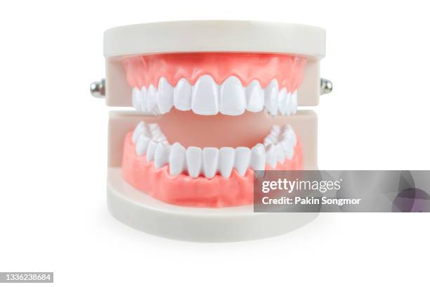 dental teeth model isolated on white background. - flossing teeth stock pictures, royalty-free photos & images