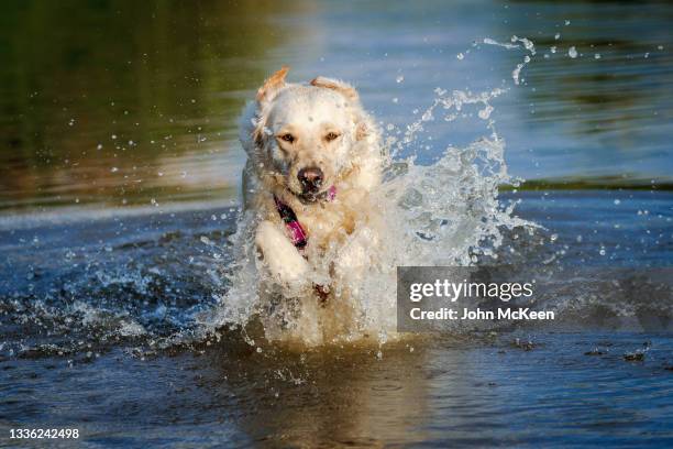 a golden retriever splashing through the water - hound ストックフォトと画像