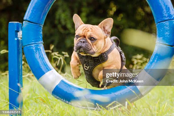 a french bulldog jumping through a hoop - class hula hoop stockfoto's en -beelden