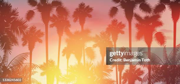 illustrations, cliparts, dessins animés et icônes de coucher de soleil sous les tropiques, sous la vue des palmiers - vue en contre plongée