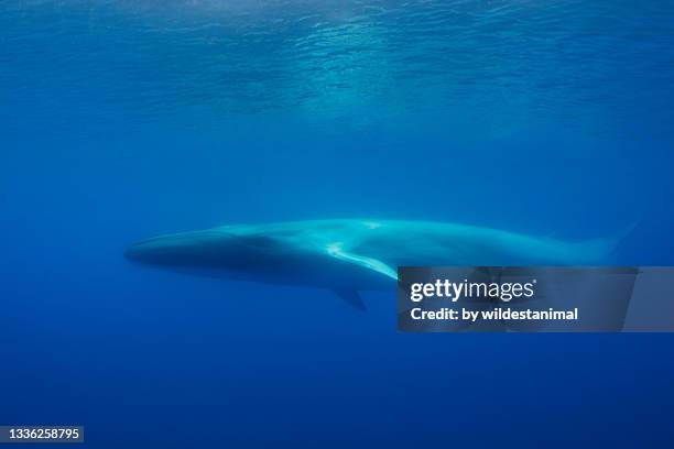 fin whale, atlantic ocean, the azores, portugal. - blue whale stock-fotos und bilder