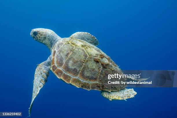 loggerhead turtle with alot of moss on it's shell,  atlantic ocean, the azores, portugal. - endangered species stock pictures, royalty-free photos & images