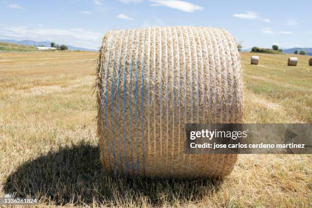 straw collected in rolls in the field after harvesting wheat. - bale stock pictures, royalty-free photos & images