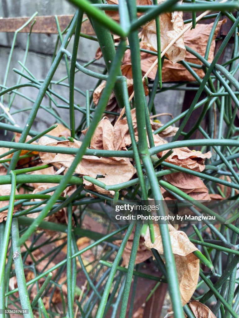 Thicket of Plant Stems