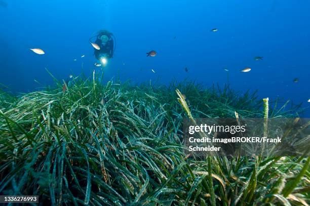 diver looking at seagrass meadow in the mediterranean sea with neptune grass (posidonia oceanica), mediterranean sea, sardinia, italy - neptungras stock-fotos und bilder