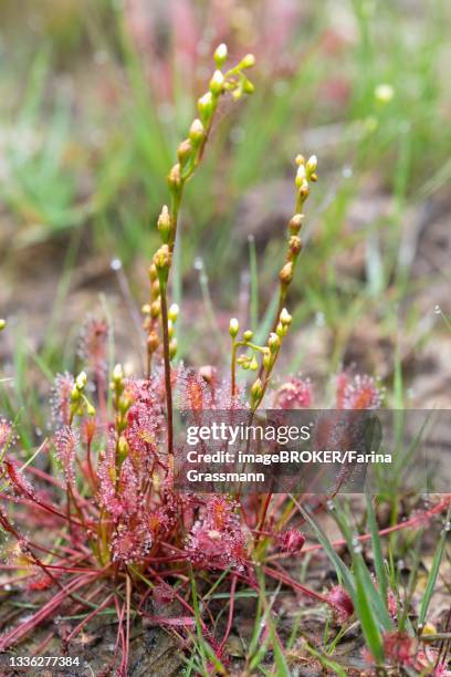 english sundew (drosera anglica) (syn. drosera longifolia), complete plant with inflorescence and flowers, esterweger dose, lower saxony, germany - sundew stock pictures, royalty-free photos & images