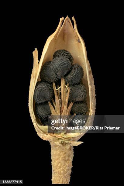 common corncockle (agrostemma githago), seed head ripe, cut open, eastern mediterranean, germany - mediterranean food stock-fotos und bilder