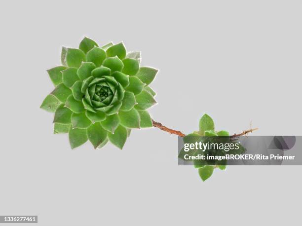 mountain houseleek (sempervivum montanum), crassulaceae, plant, rosette and stolons, germany - sempervivum montanum stock pictures, royalty-free photos & images
