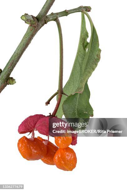 Capsule Example Botany Capsule (Botany) Photos and Premium High Res Pictures - Getty Images