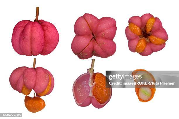 Capsule Example Botany Capsule (Botany) Photos and Premium High Res Pictures - Getty Images