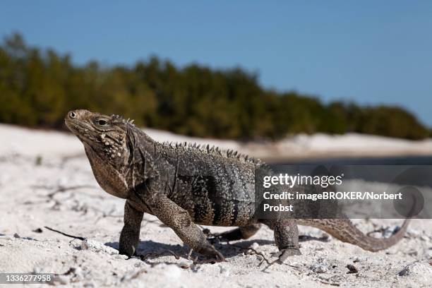 green iguana (iguana iguana) on the beach of anclita, caribbean, iceland, cuba - marine iguana fotografías e imágenes de stock