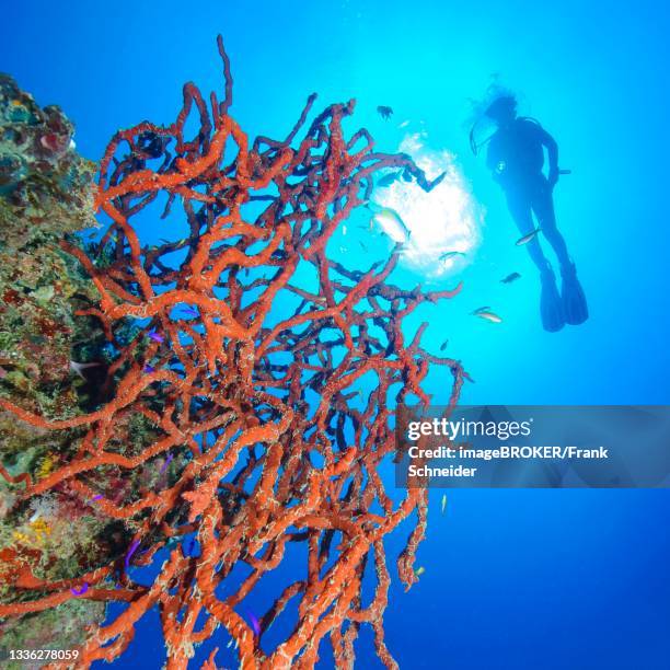 toxic finger sponge (negombata magnifica) on steep coral reef, red sea, elphinstone reef, el quseir, egypt - spongia stock pictures, royalty-free photos & images