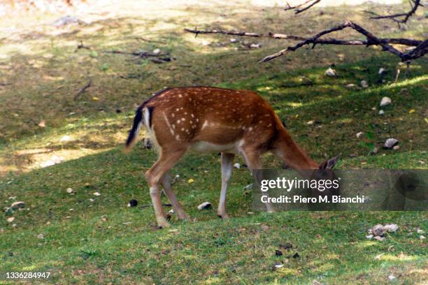 parco nazionale d'abruzzo - parco nazionale dabruzzo bildbanksfoton och bilder