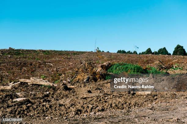 timber logging ruins on a bare hill in the rural scene - deforestation australia stock pictures, royalty-free photos & images