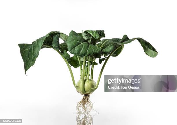 kohlrabi on a white background. - turnip stock pictures, royalty-free photos & images