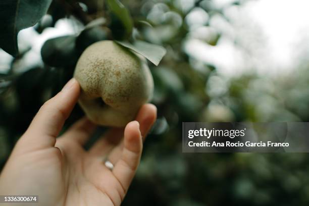 hand holding a williams christ pear from the tree - organic farming imagens e fotografias de stock