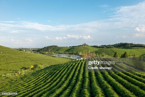 tea garden in mountain - japanese tea garden stock pictures, royalty-free photos & images