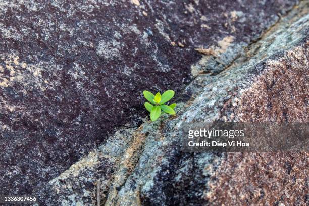 lonely tree growing on rock - adaptable stock-fotos und bilder
