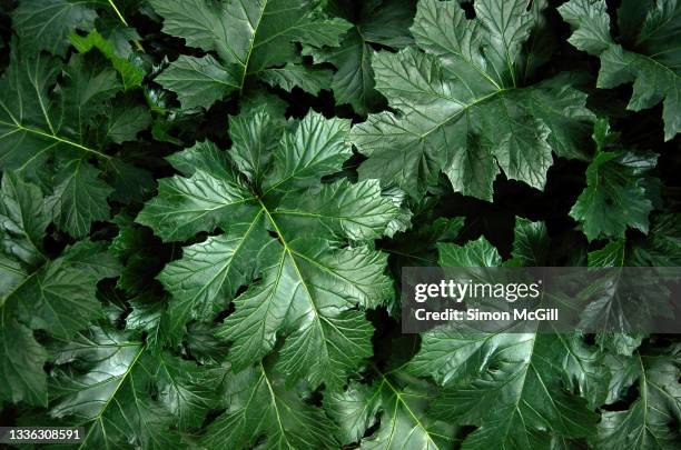 bear's breeches (acanthus mollis) in a garden bed - acanthus leaf bildbanksfoton och bilder