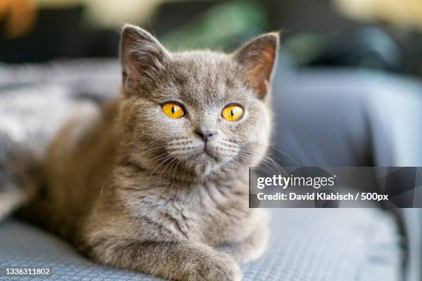 close-up portrait of cat sitting on sofa at home,wuppertal,germany - purebred cat stock pictures, royalty-free photos & images