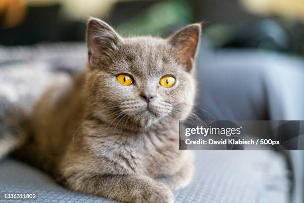 close-up portrait of cat sitting on sofa at home,wuppertal,germany - purebred cat - fotografias e filmes do acervo