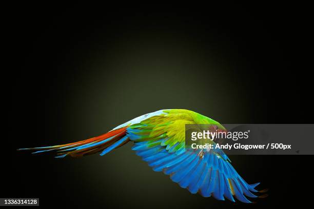 10,674 Green Parrot Photos and Premium High Res Pictures - Getty Images