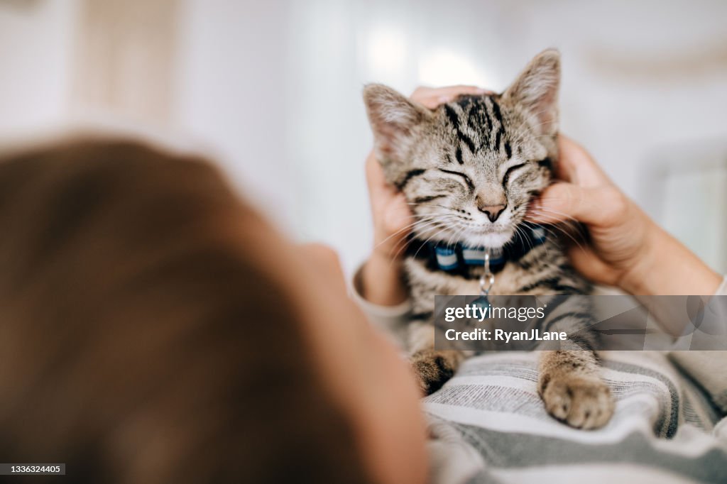 Kitten Cuddles With Child As He Pets Her