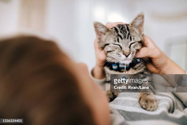 kitten cuddles with child as he pets her - collar 個照片及圖片檔