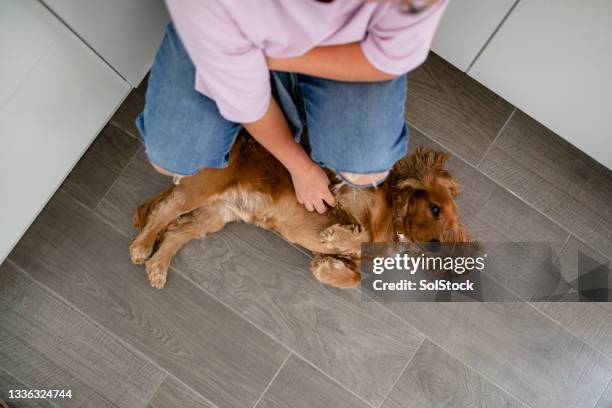 rolling over for a belly rub - belly rub stockfoto's en -beelden