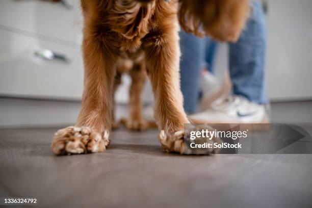 cutest paws - kitchen floor low angle stock pictures, royalty-free photos & images