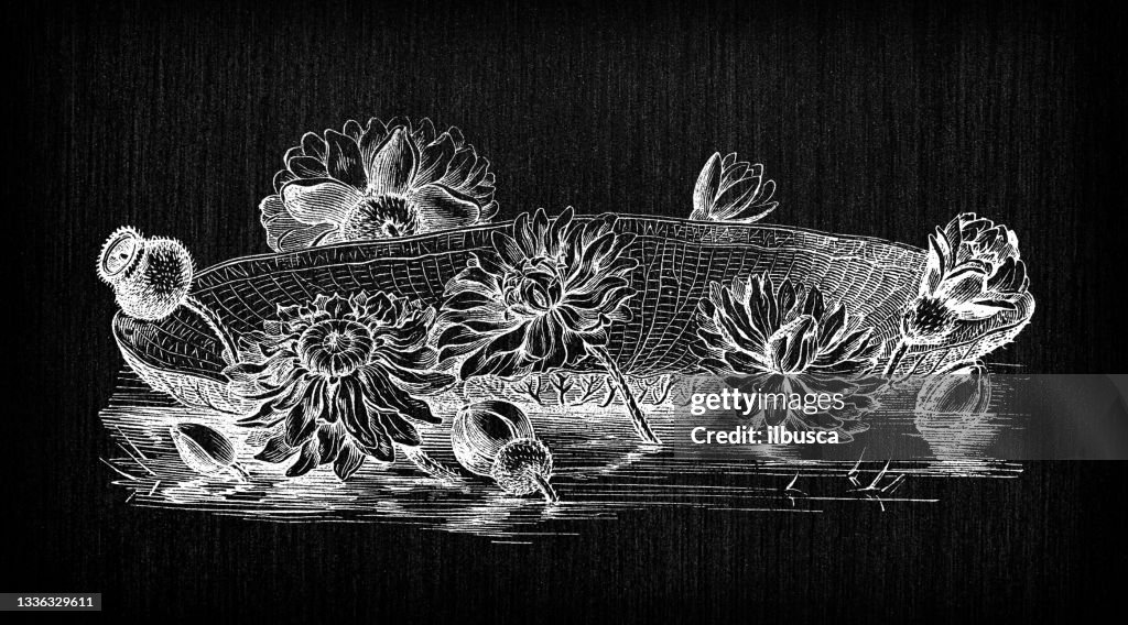 Botany plants antique engraving illustration: Victoria amazonica water lily