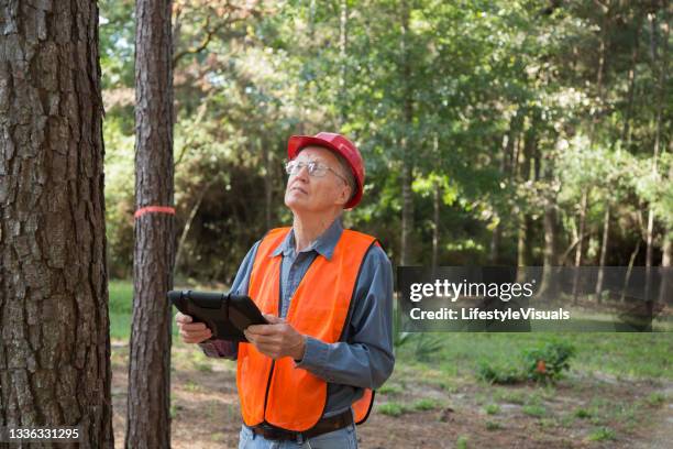 forester marking trees for be cut.  he carries a digital tablet and wears a safety vest and hard hat. - defensive coordinator stockfoto's en -beelden