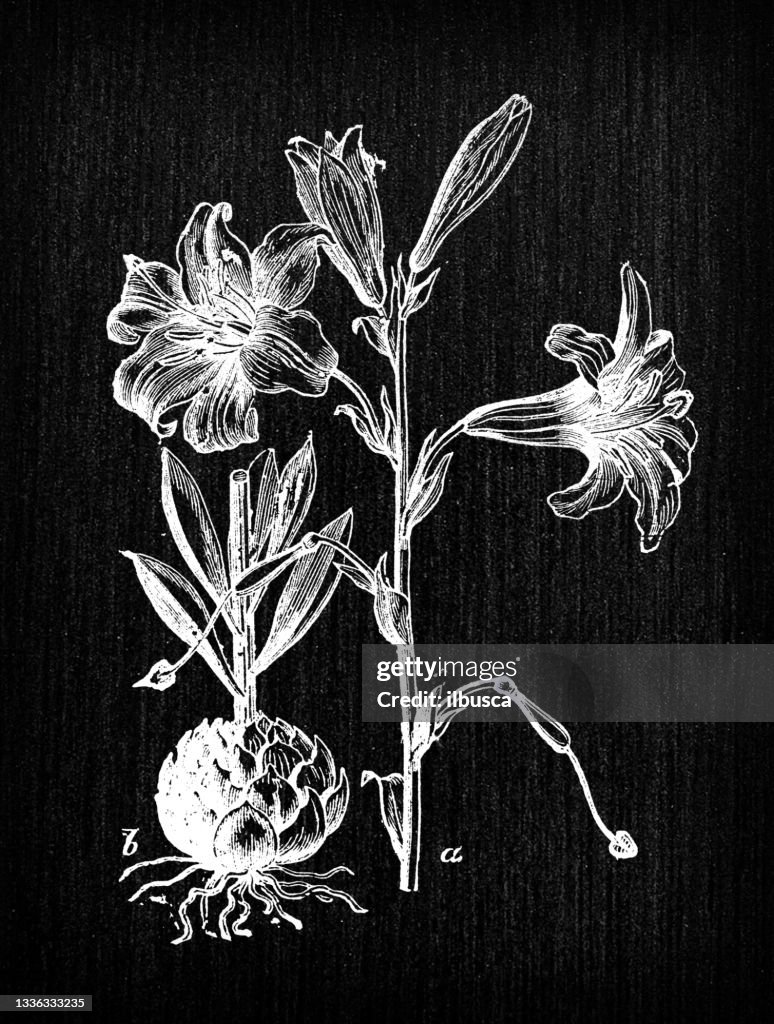 Botany plants antique engraving illustration: Lilium candidum (Madonna lily)
